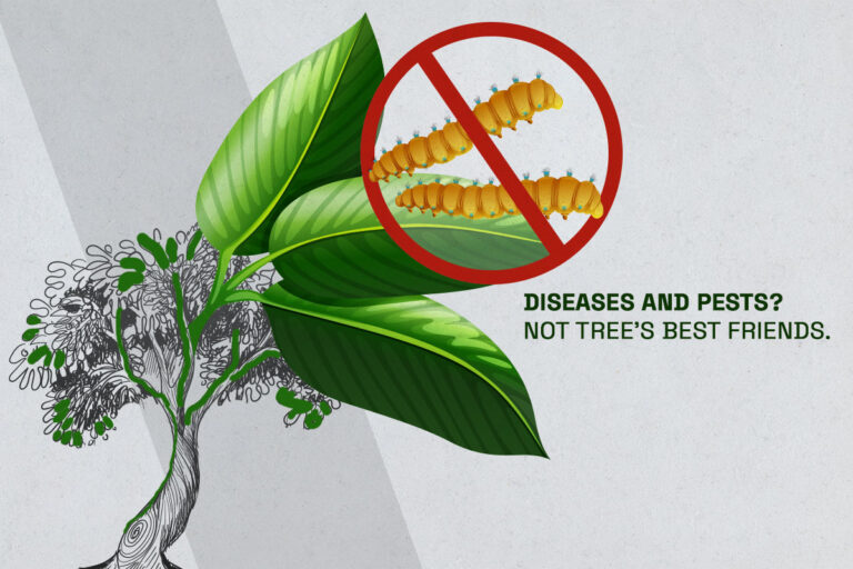 Diseases and pests? Not tree’s best friends.