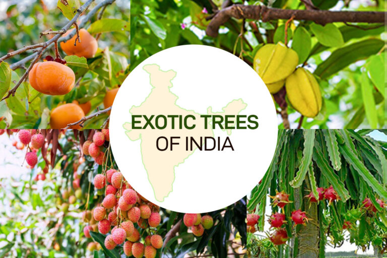 Exotic Trees of India