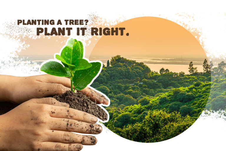 Planting a tree? Plant it right.