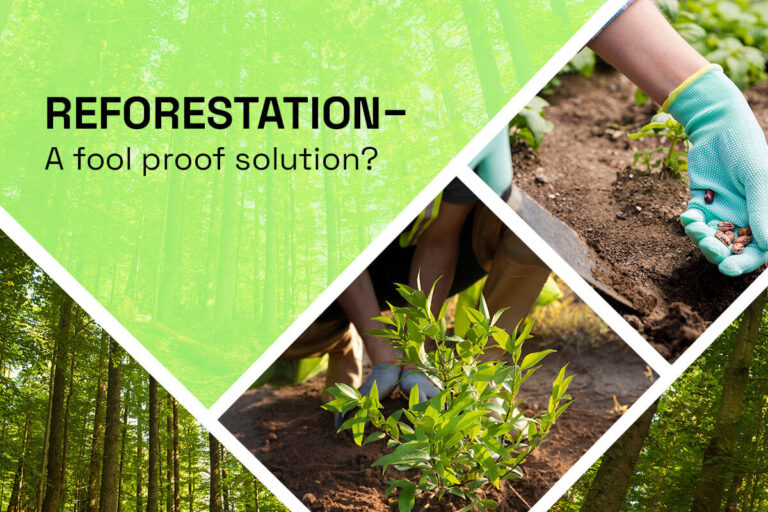 Reforestation – a fool proof solution?