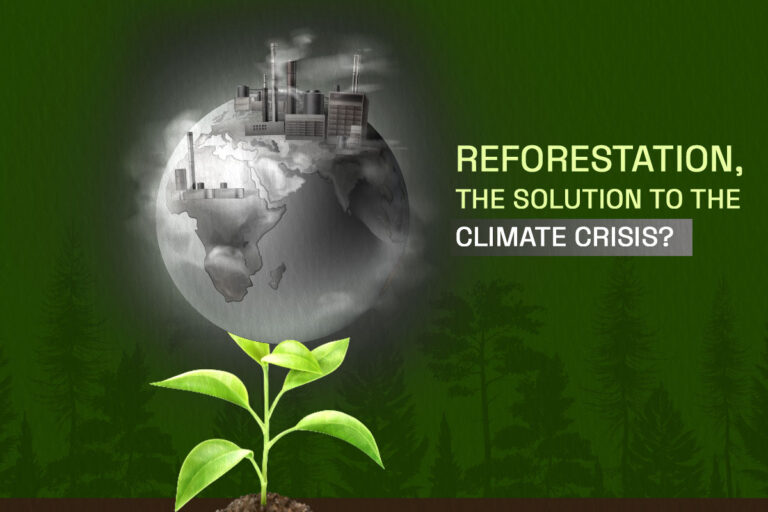 Reforestation, the solution to the Climate Crisis?