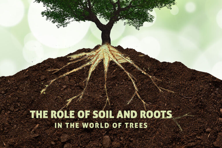 The role of soil and roots in the world of trees